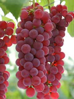 【春予約】　ブドウ苗　デラウェア　挿木　【引渡予定日：４／４（土）～１２（日）】