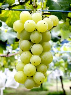 【春予約】　ブドウ苗　ポートランド　挿木　【引渡予定日：４／４（土）～１２（日）】