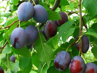 プルーン苗｜春の果樹苗・野菜苗・球根予約特集
