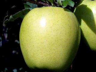 【春予約】　リンゴ苗　王林　【引渡予定日：４／４（土）～１２（日）】