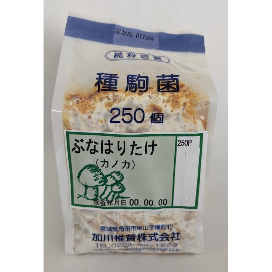 【キノコ予約】　ぶなはりたけ種駒　２５０Ｐ　【申込期限：２月２２日】