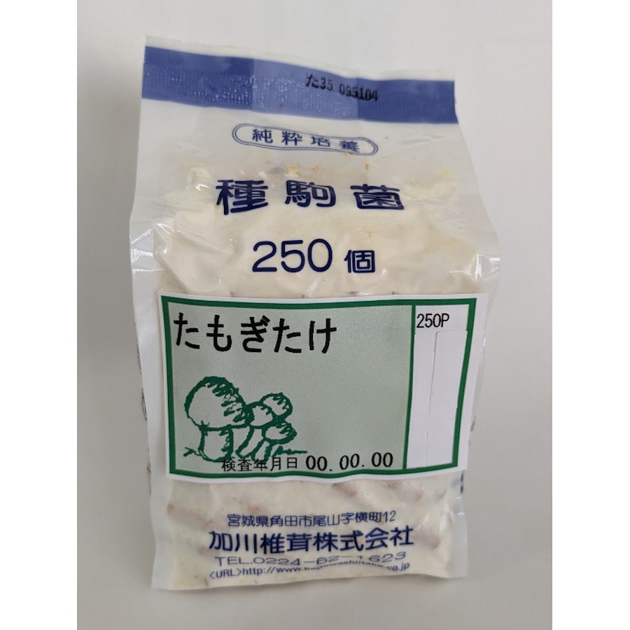 【キノコ予約】　たもぎたけ種駒　２５０Ｐ　【申込期限：２月２２日】