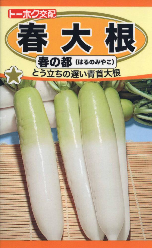 限定品 春 大根 春の都 青首 ダイコン 種 郵便は送料無料 Witravel It