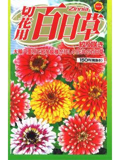 ヒャクニチソウ種子 草花種 のおすすめ通販 ホームセンター コメリドットコム