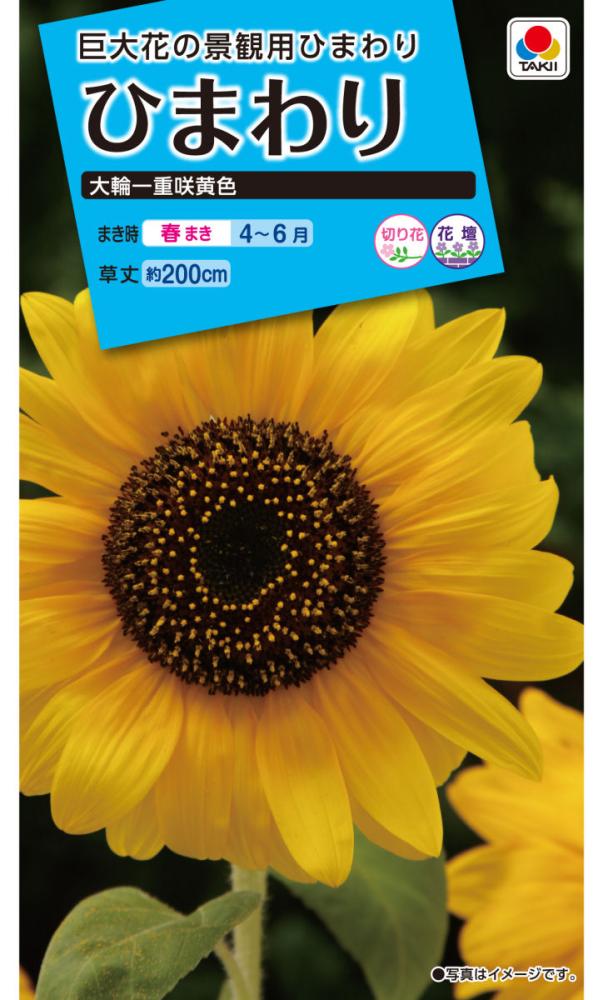 ヒマワリ種子 切花向ひまわり サンリッチオレンジ 徳用 の通販