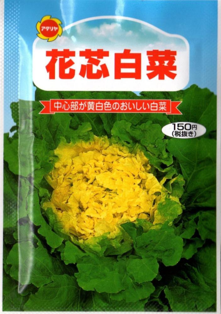 ハクサイ　花芯白菜