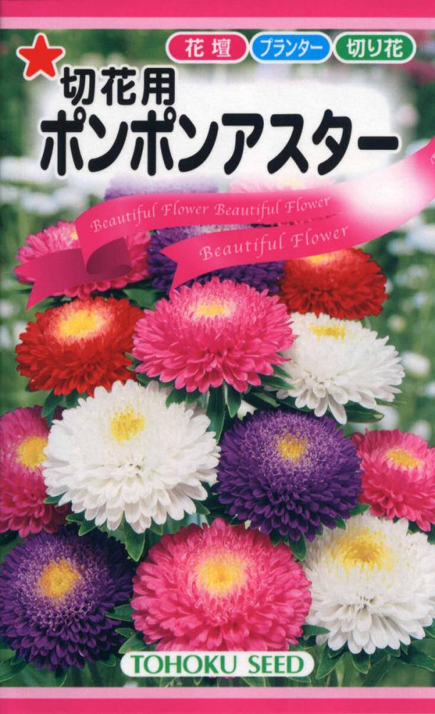 アスター種子　切花用ポンポンアスター