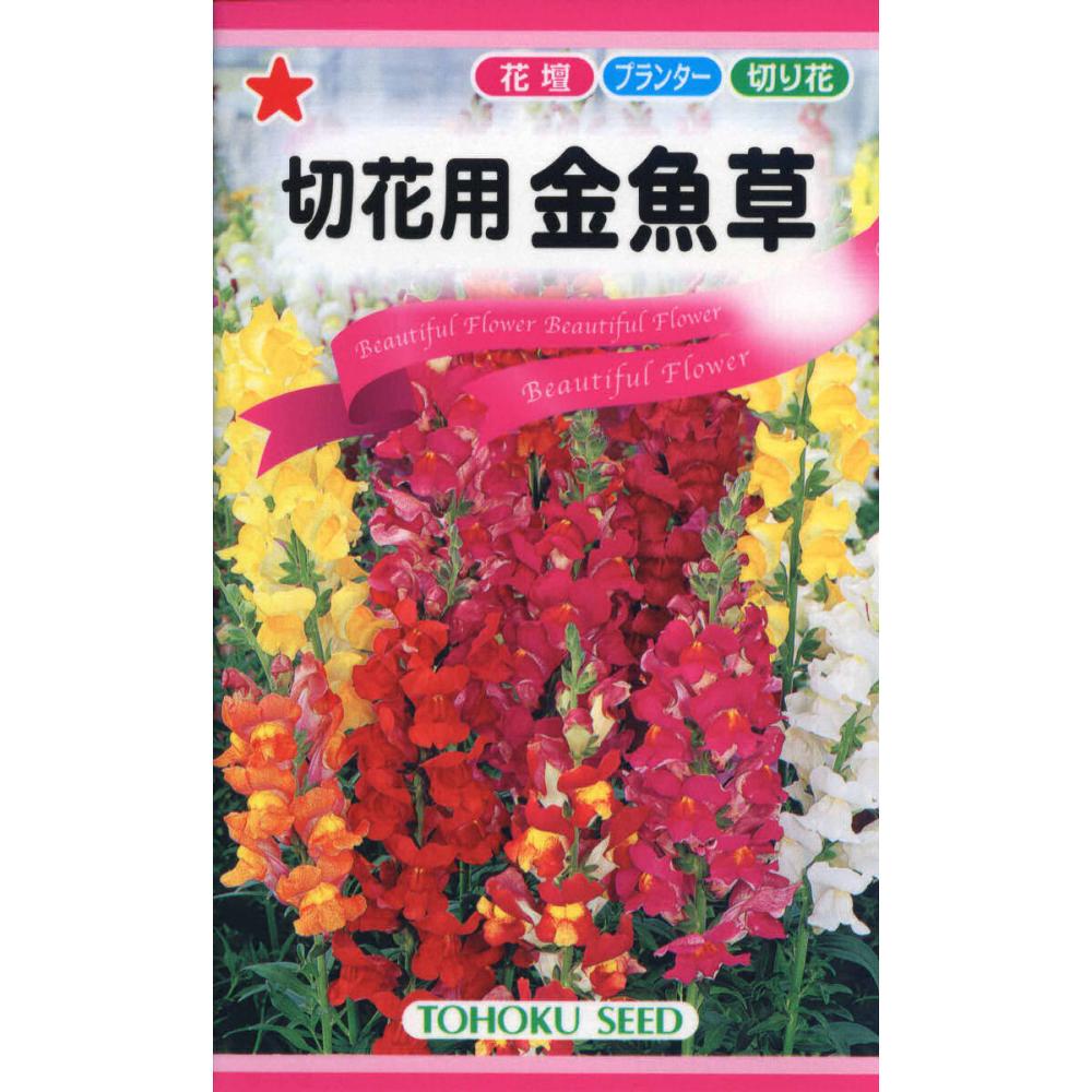 切花用　金魚草