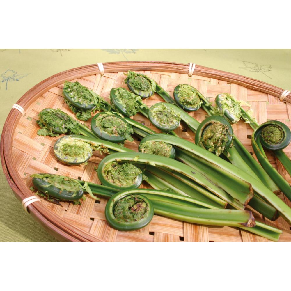 【春予約】　こごみ　１株入　【引渡予定日：３／７（土）～１５（日）】