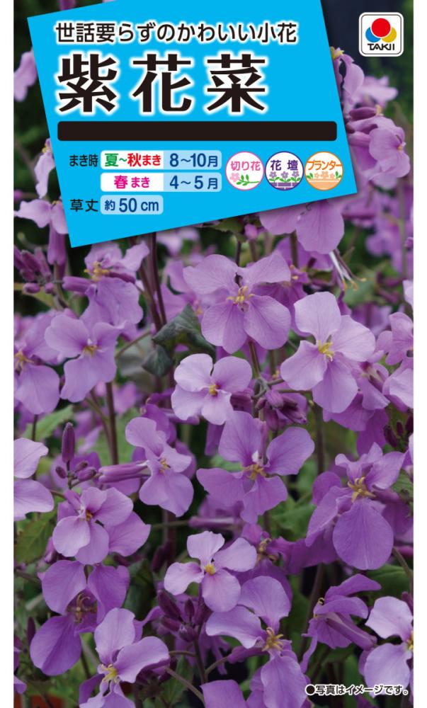 紫花菜