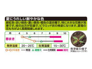 けいとう　キャッスル混合