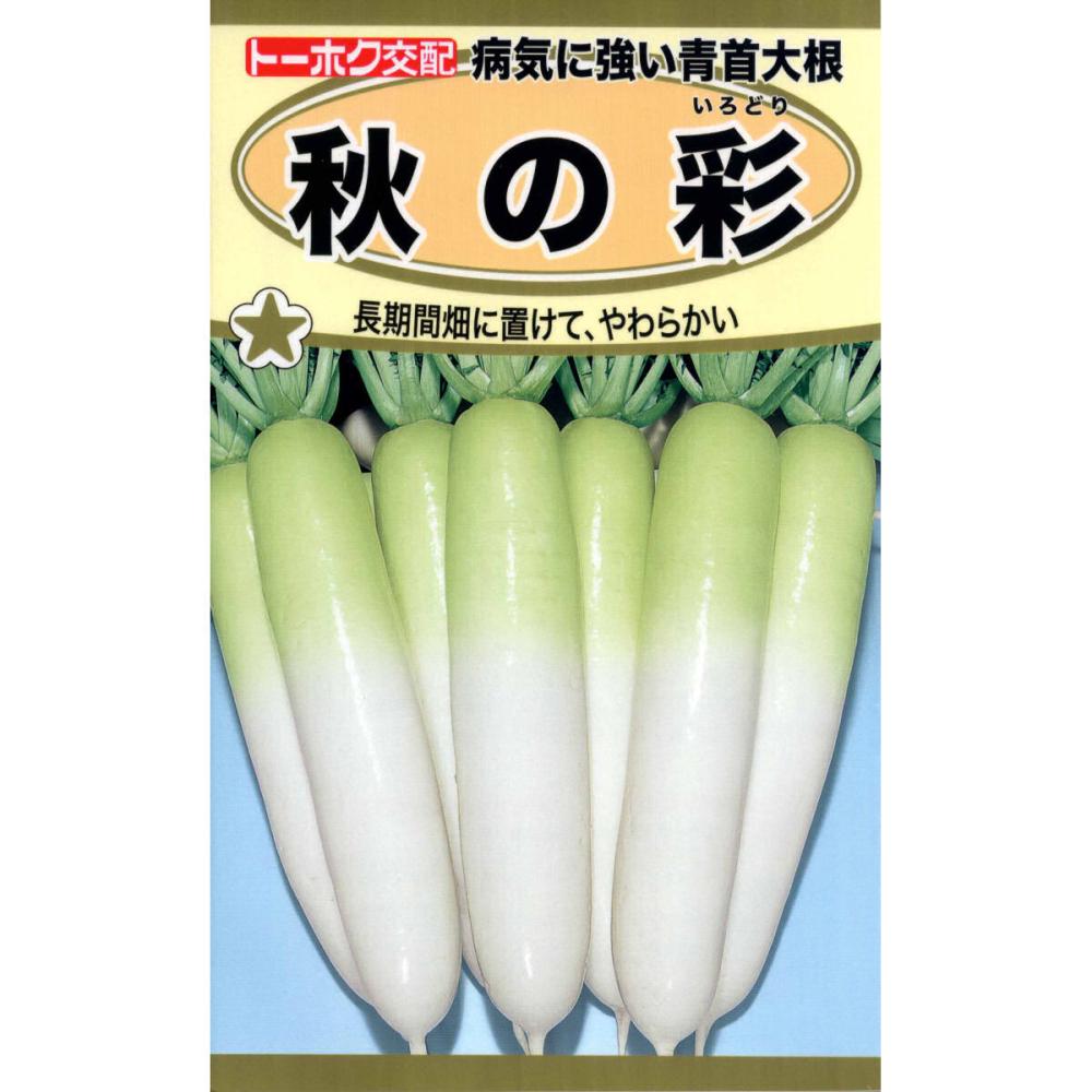 Ｆ１　病気に強い青首大根　　秋の彩