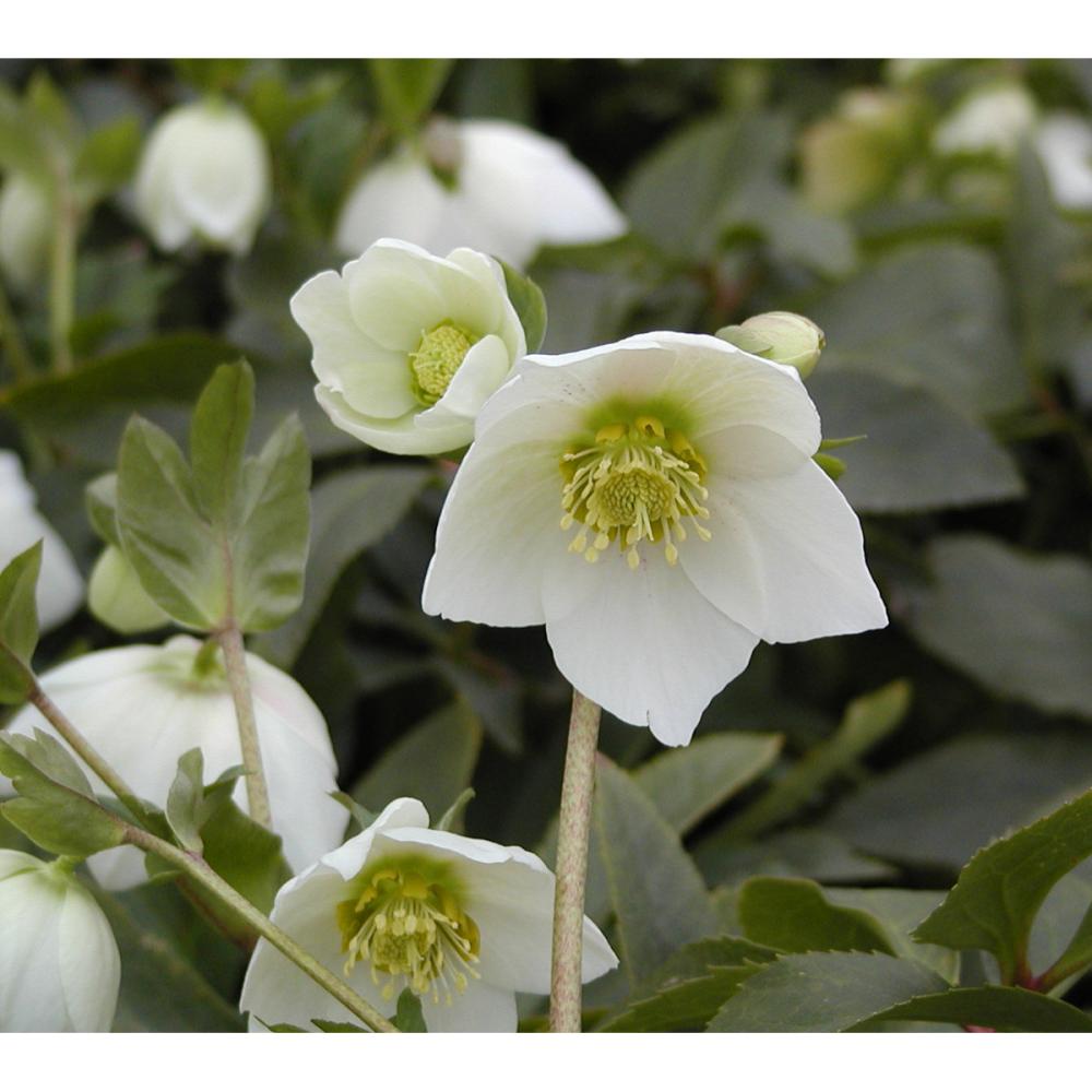 クッションカバー 美しい牡丹 ブルー 和風 大輪の花 人気商品の 大輪の花