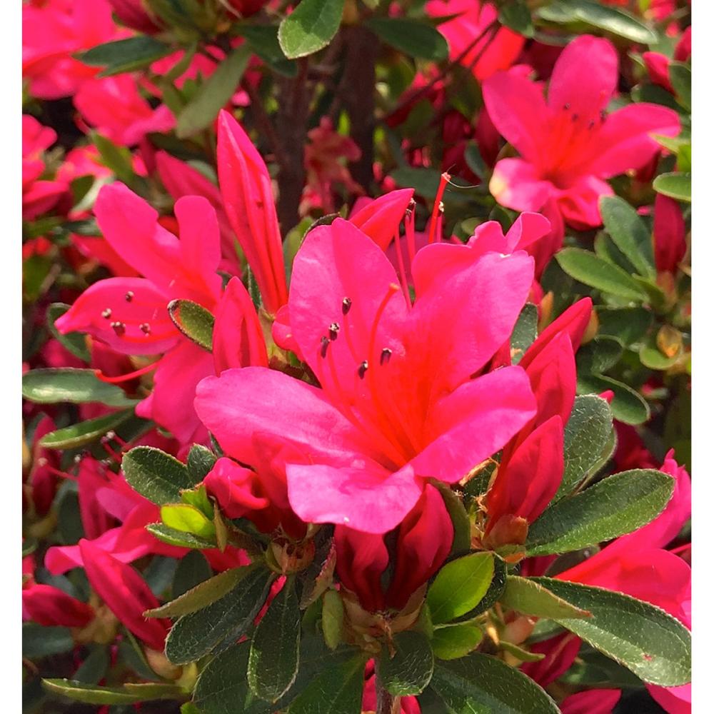 【花予約】　サツキ　伊勢路紅　【引渡し期間：１０月１１日（土）～１０月１９日（日）】