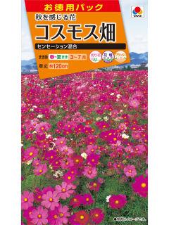 コスモス種子　コスモス畑　センセーション混合　徳用