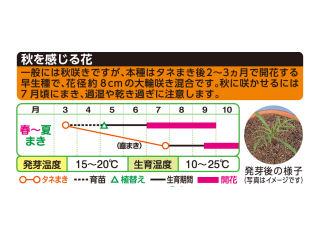 コスモス種子　コスモス畑　センセーション混合　徳用