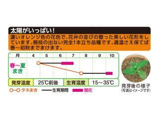 ヒマワリ種子　切花向ひまわり　サンリッチオレンジ　徳用