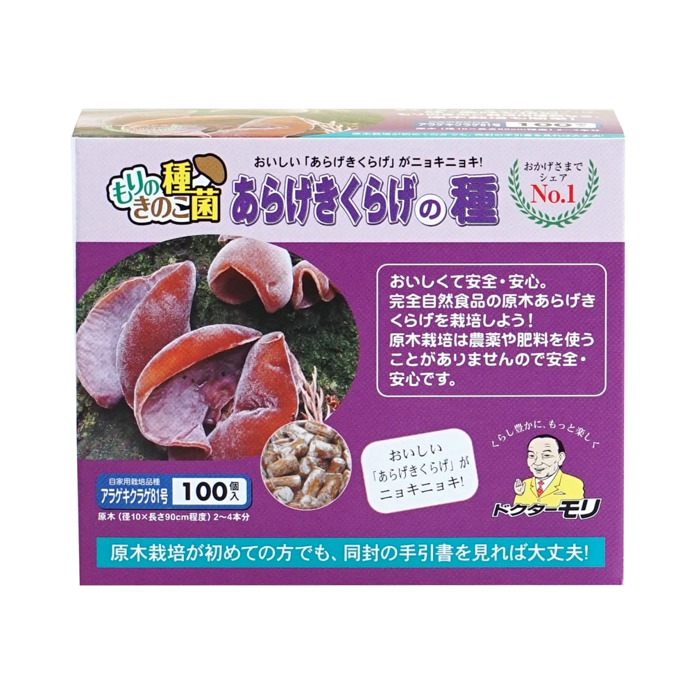 【キノコ予約】　あらげきくらげ種駒　８１号　１００Ｐ　【申込期限：２月２２日】