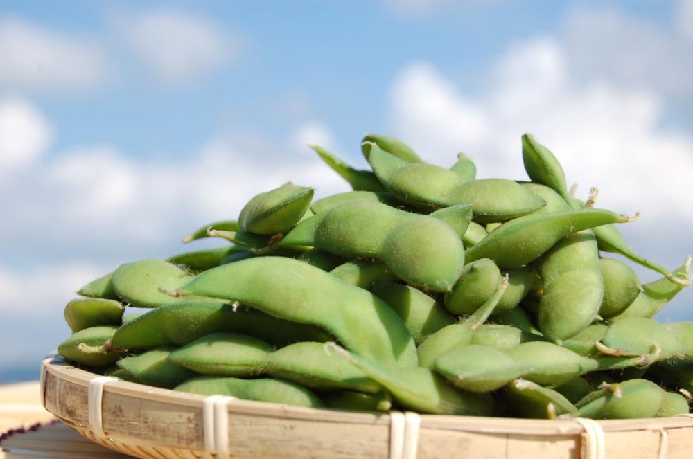 新潟県新潟市産　布川農園の朝採りくろさき茶豆　約１．８ｋｇ（３００ｇ×６袋）【注文期限：8月10日】