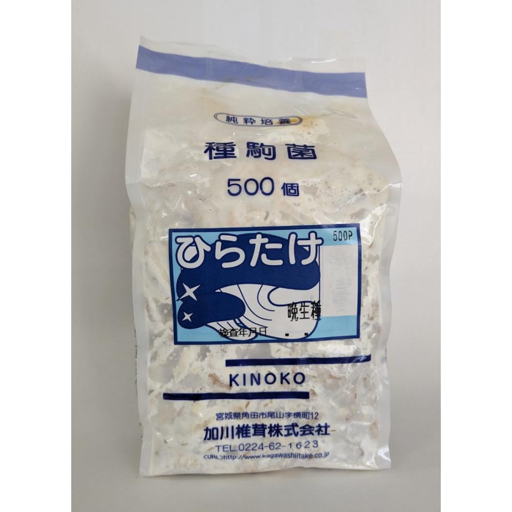 【キノコ予約】　ひらたけ種駒　ＫＭ晩生　晩生種　５００Ｐ　【申込期限：２月２２日】