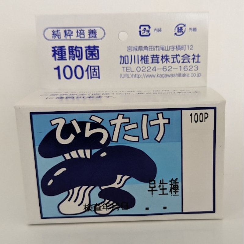 【キノコ予約】　ひらたけ種駒　ＫＭ早生　早生種　１００Ｐ　【申込期限：２月２２日】