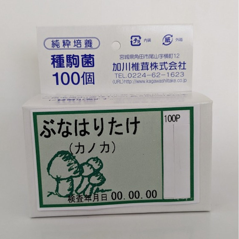 【キノコ予約】　ぶなはりたけ種駒　１００Ｐ　【申込期限：２月２２日】