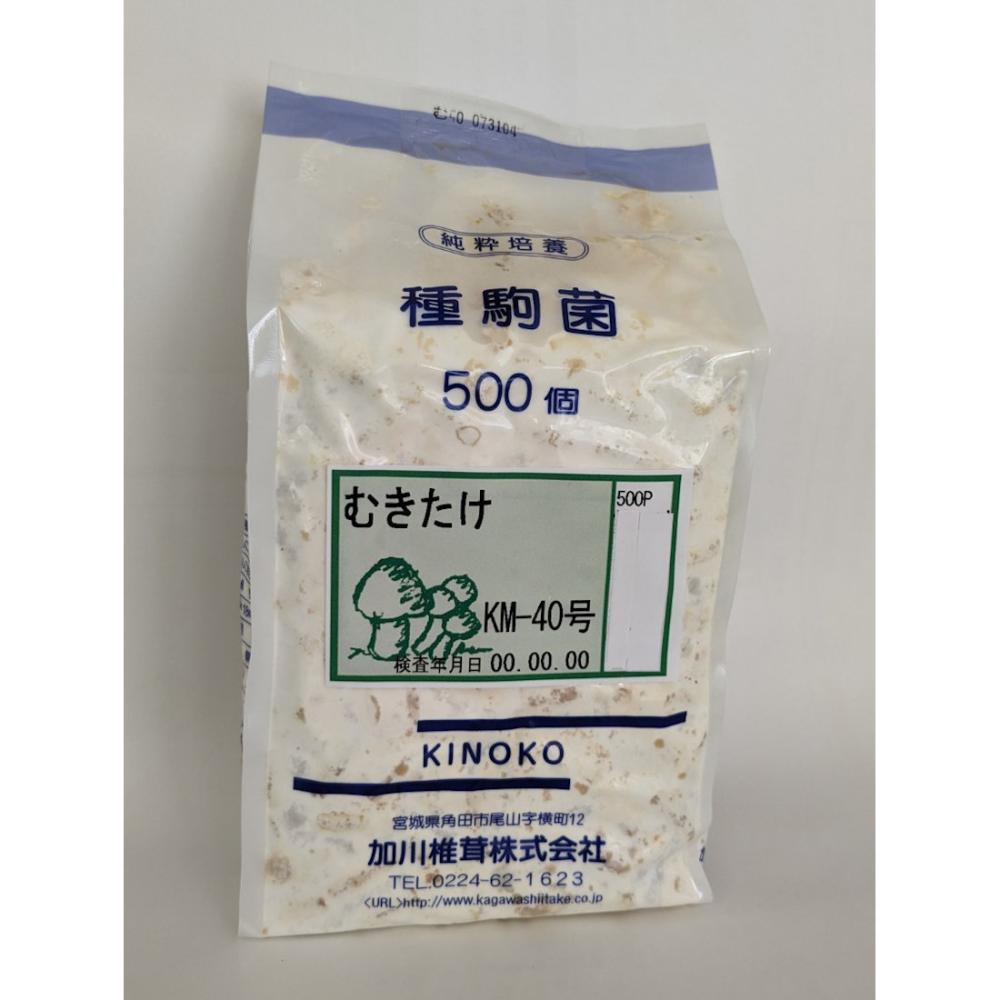 【キノコ予約】　むきたけ種駒　５００Ｐ　【申込期限：２月２２日】