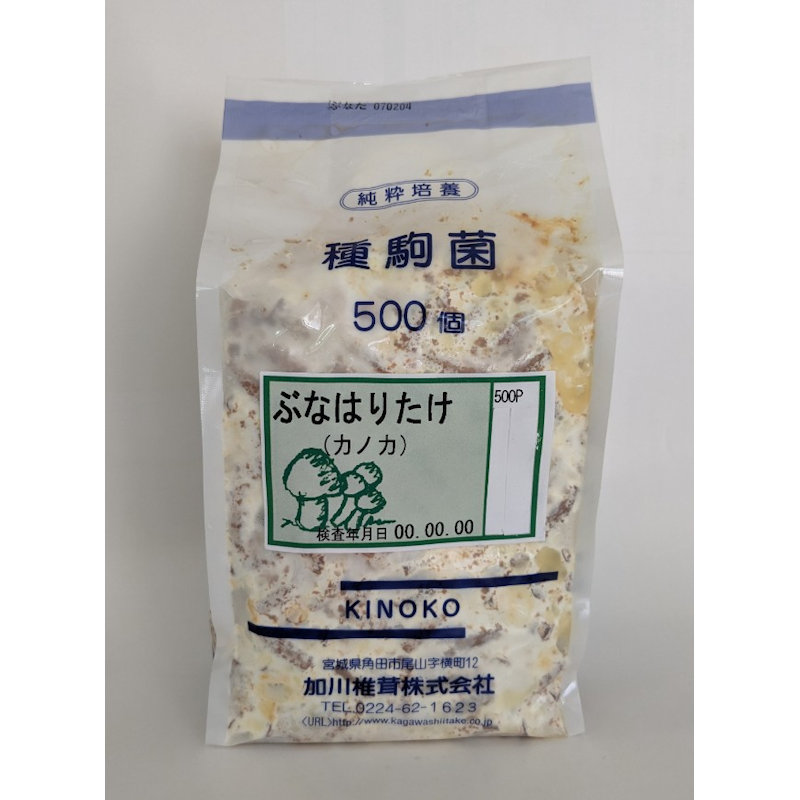 【キノコ予約】　ぶなはりたけ種駒　５００Ｐ　【申込期限：２月２２日】