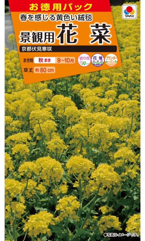 景観用花菜　徳用