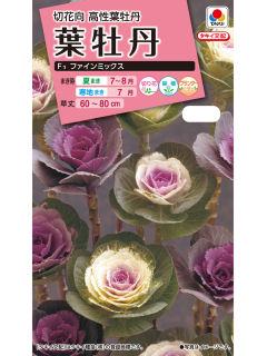 切花向葉牡丹　ファインミックス　　　　　　　　　　