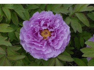 庭木苗の通販価格 ホームセンター コメリドットコム