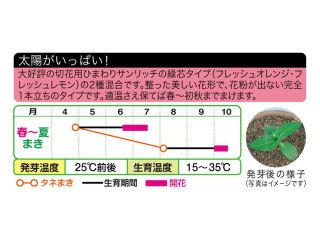 ヒマワリ種子　サンリッチフレッシュミックス