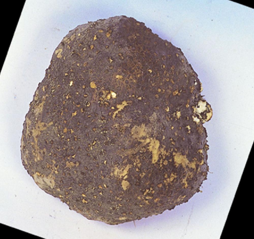 【春予約】　国産　伊勢芋　５００ｇ　【引渡予定日：４／１１（土）～１９（日）】