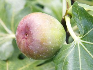 イチジク苗木 果樹苗 のおすすめ通販 詳細表示 ホームセンター コメリドットコム