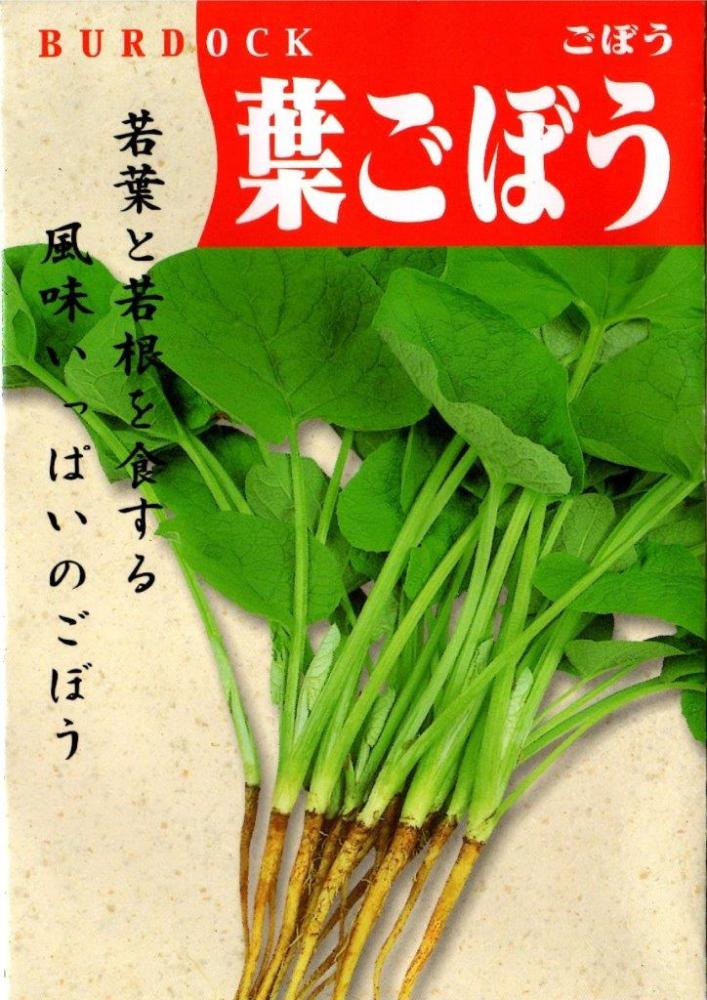 ゴボウ　葉ごぼう