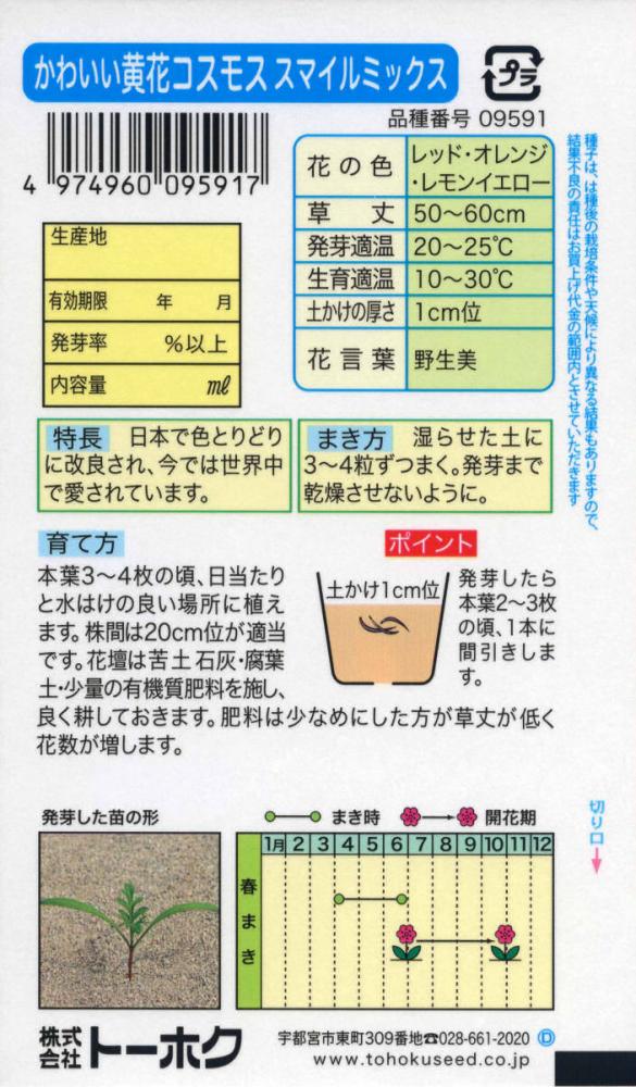 コスモス種子　かわいい黄花コスモス