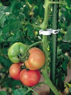 しちゅうキャッチ　２０　３００個入り