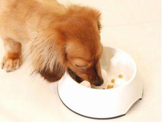 Ｋｏｎｏｋｏ　ゆっくり食べれる食器　Ｓ