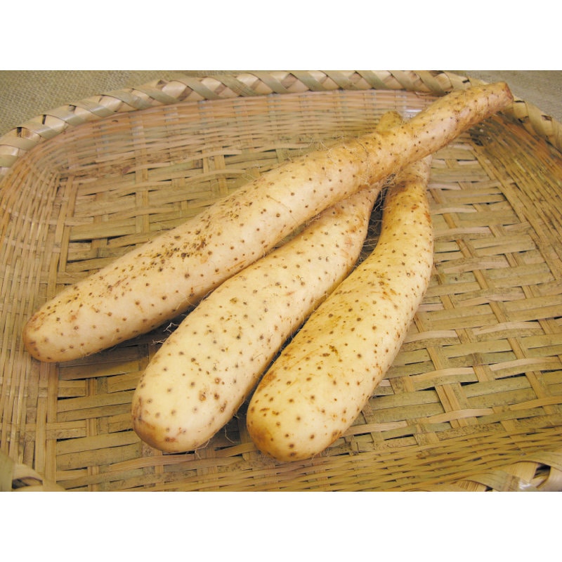 【野菜予約】　長芋　１０本入り　（国産）　【申込期限：２月１日】