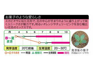 百日草種子　キャンディーミックス