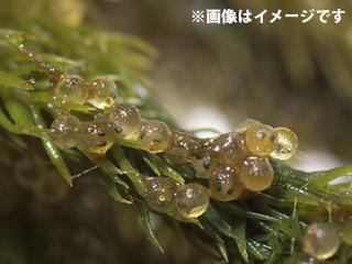 メダカの浮く産卵藻　小