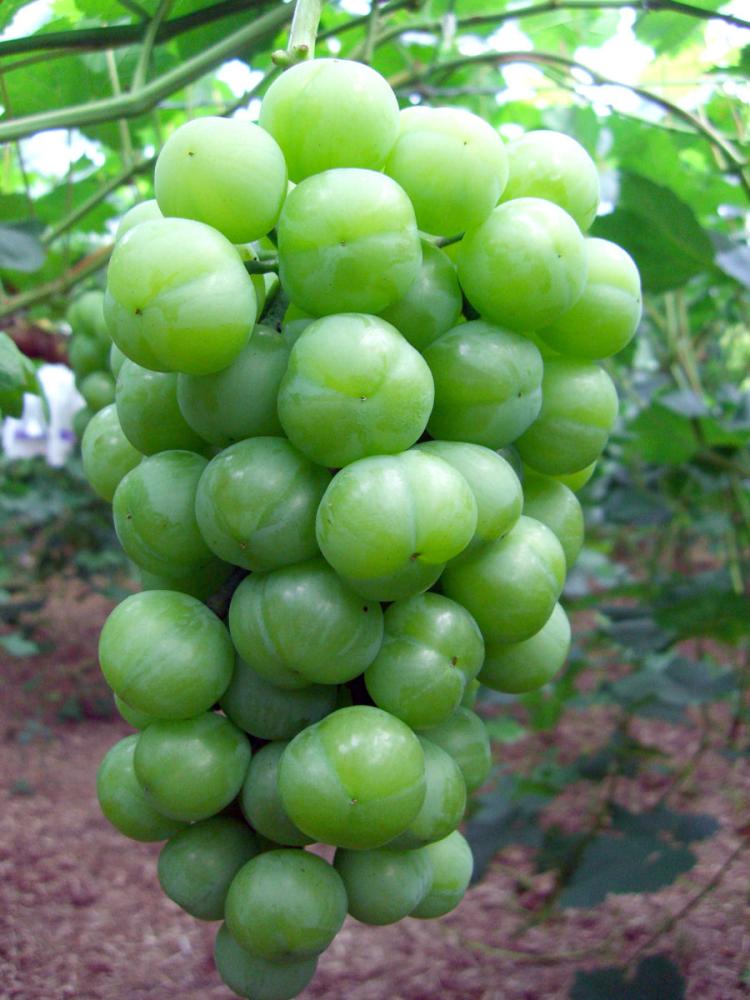 ぶどう サクランボの通販価格 詳細表示 ホームセンター コメリドットコム