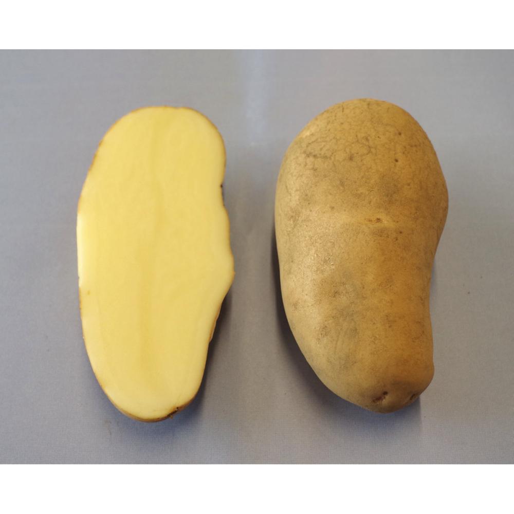 【種ジャガイモ予約】　メークイン　Ｍ玉（６０～１２０ｇ）　１０ｋｇ　【申込期限：１月２５日】