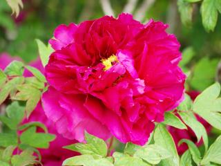 【花予約】　牡丹　２年生接木苗　島大臣　１５ｃｍ　【引渡し期間：１０月１１日（土）～１０月１９日（日）】