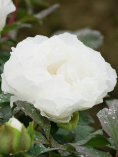 【花予約】　牡丹　２年生接木苗　村松の雪　１５ｃｍ　【引渡し期間：１０月１１日（土）～１０月１９日（日）】