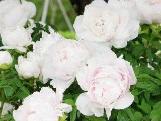 庭木苗の通販価格 ホームセンター コメリドットコム