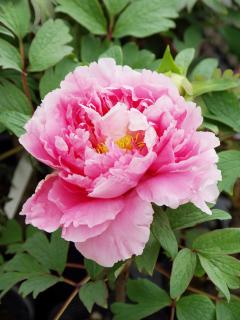 予約販売 牡丹 3年生接木苗 花衣 はなごろも ホームセンター通販コメリドットコム