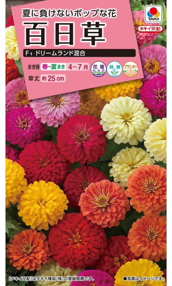 タキイ種苗　草花種子　タキイ　百日草　ドリームランド混合