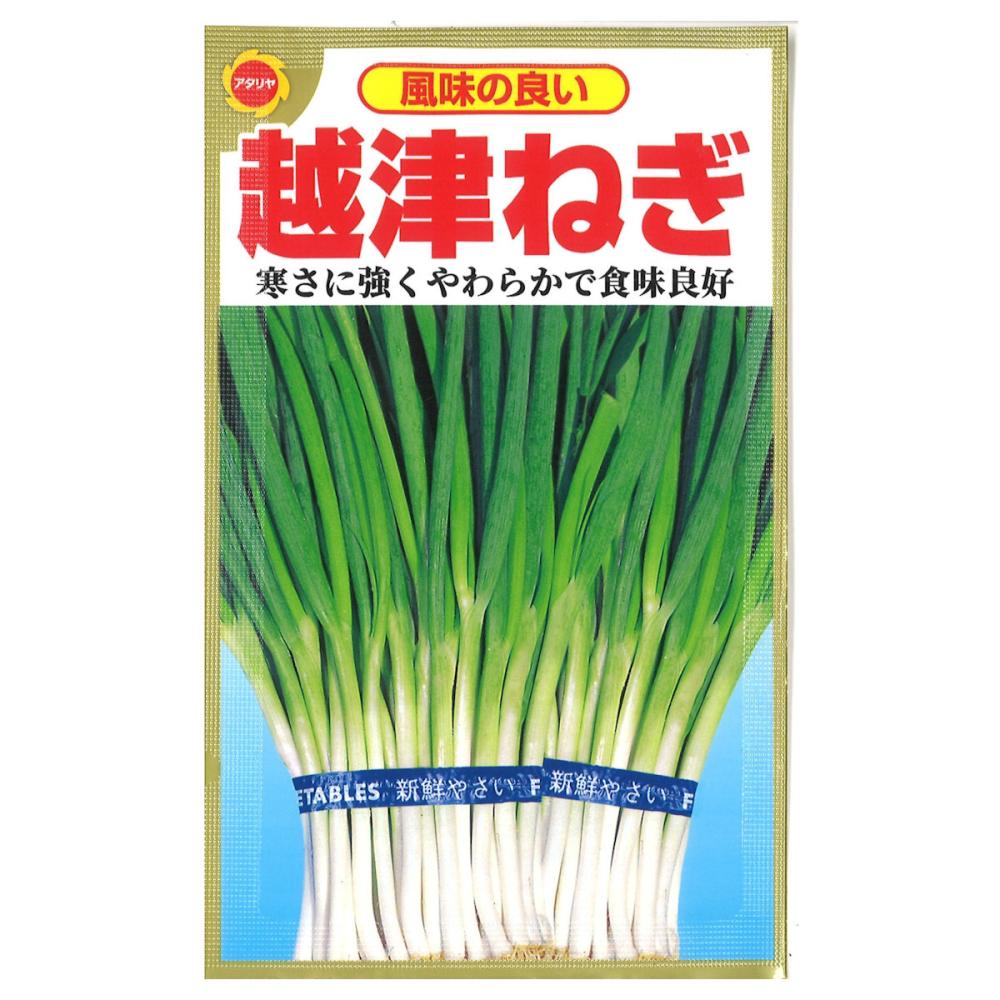 ネギ種子　越津ねぎ