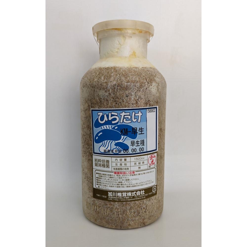 【キノコ予約】　ひらたけおが菌　ＫＭ早生　早生種　１５００ｃｃ　【申込期限：２月２２日】